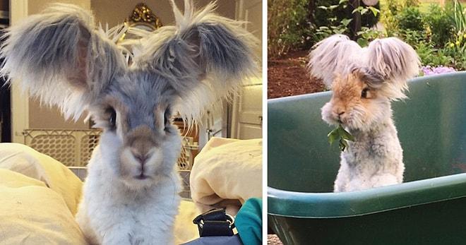 Minnoş Alarmı: Dünyanın En Güzel Şeyi Olmaya Aday İngiliz Angora Tavşanı Wally