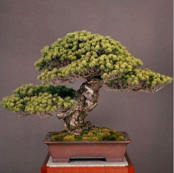 10. 550 yaşındaki "Third Shogun" isimli bu beyaz çam, en yaşlı bonsai ağacı olarak biliniyor.
