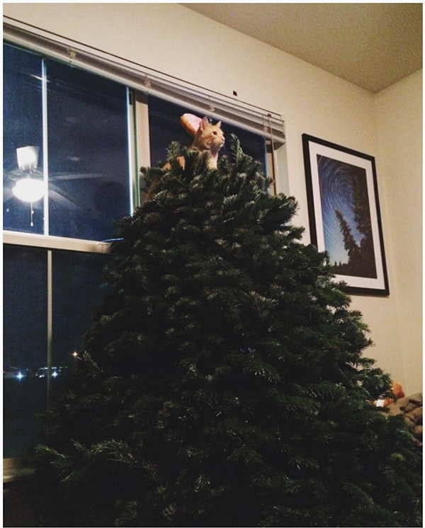 14. Поставить елку.