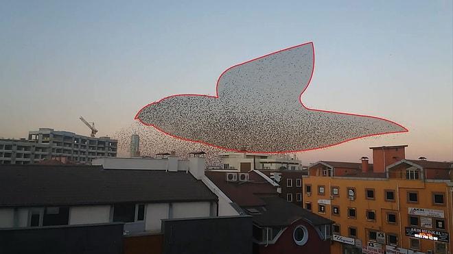 Konya'da İnanılmaz Kuş Gösterisi