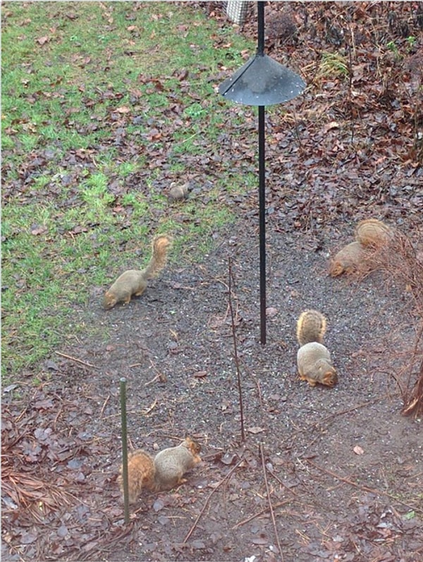 Ни одна белка не осталась голодной.