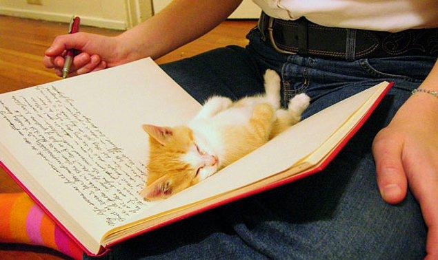 6. Yapmanız gereken işi, okumanız gereken kitabı çok iyi sezerler ve hemen onun üstünde uyumaya başlarlar.