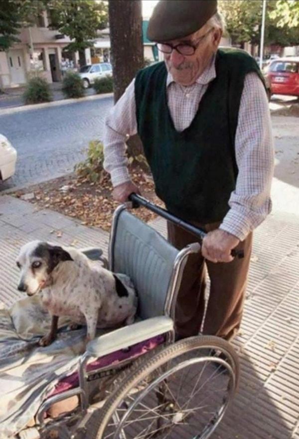 9. Artık yürüyemeyen köpeğini her gün tekerlekli sandalye ile yürüyüşe çıkaran amca.