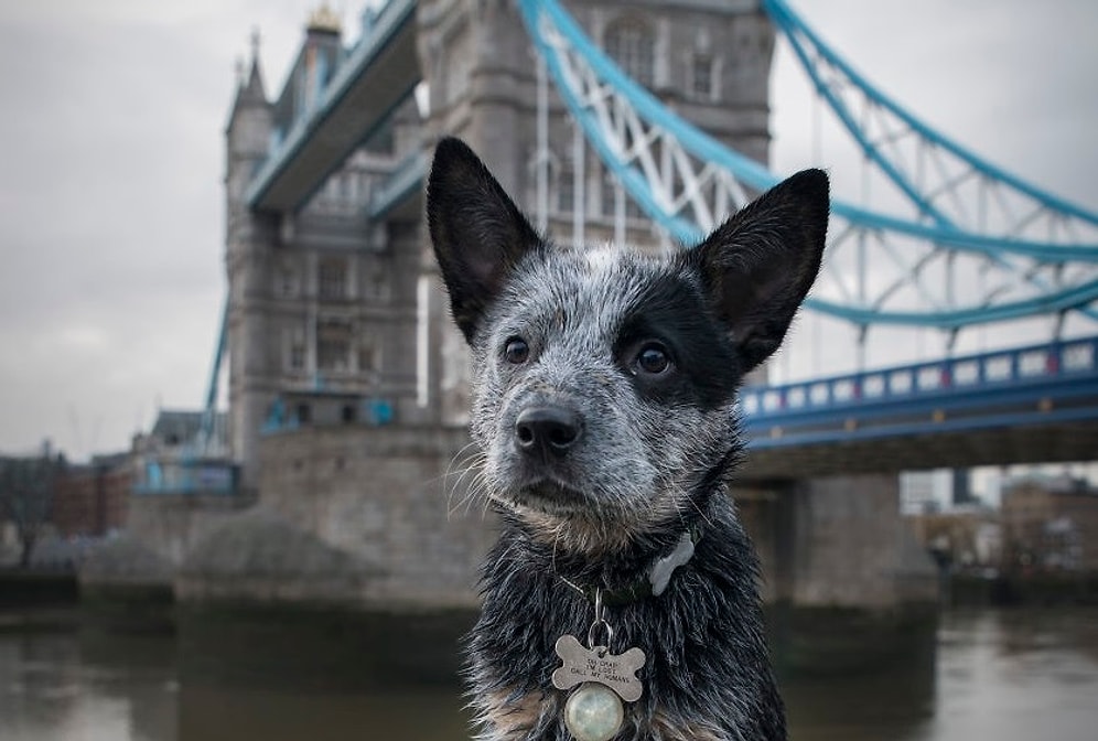 Жизнь лондонского пса