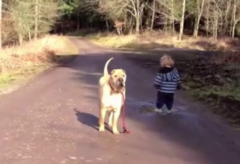 Çocuk Ruhu Böyle Bir Şey: Köpeğini Bırakıp Su Birikintisinde Oynayan Ufaklık