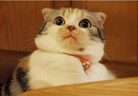 19 вещей, которые поймут все владельцы кошек и котов