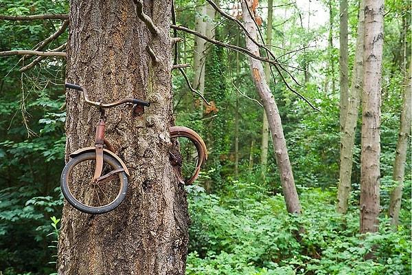 4. Ağaçtaki bisiklet