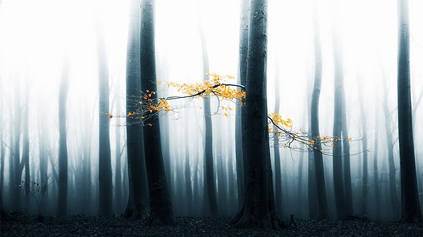 4. Lars Van De Goor – Пейзаж / Природа