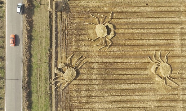 Чтобы воспрепятствовать пагубным действиям фермеров и призвать их выбирать альтернативные пути, китайские художники построили огромные скульптуры крабов из соломы на рисовых полях.