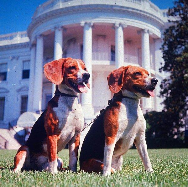 1. Birleşik Devletler'in 36. başkanı Lyndon B. Johnson'ın Him ve Her adındaki iki beagle köpeği, 1964 yılında, Beyaz Saray'ın bahçesinde.