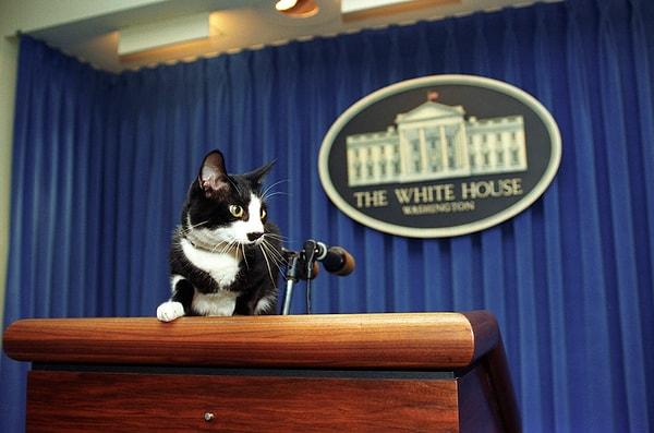 7. Bill Clinton'ın kedisi Socks, Beyaz Saray'ın basın toplantıları için kullanılan salonunda.