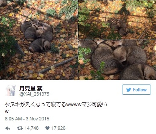 6. Тануки крепко спят после ночной тусовки 😄