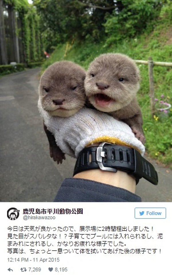 22. Эти малыши обожают гулять.