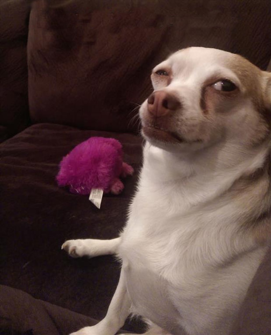 Смешные собаки мемы. Шиба ину качок. Мемы про собаку которая. Мемы с собаками. Собака мем.