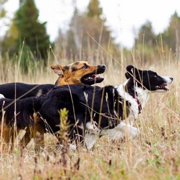 Их хозяин Duguay рассказал о том, что животные невероятно любят приключения и путешествия.