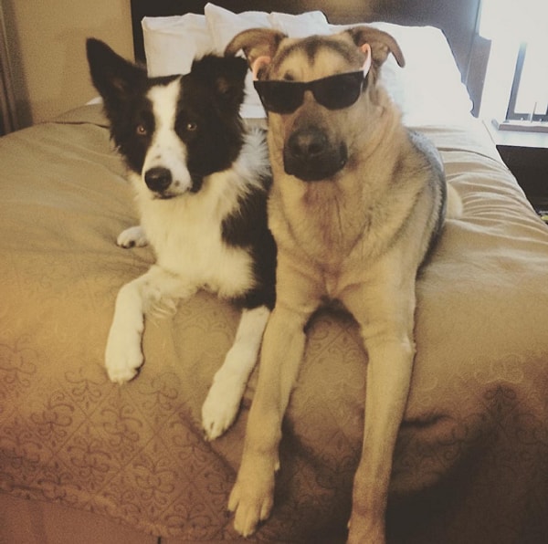 ''Из самого простого: вы можете видеть их вместе, когда они смотрят телевизор или отдыхают. Или когда спят, обнявшись друг с другом.''