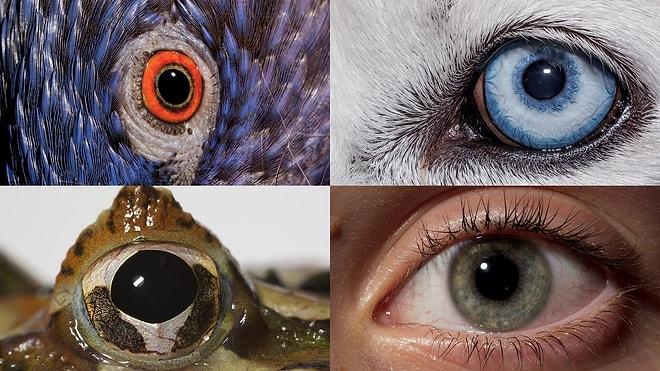 İnsanlar ve Hayvanlar Dünyayı Nasıl Farklı Görürler?