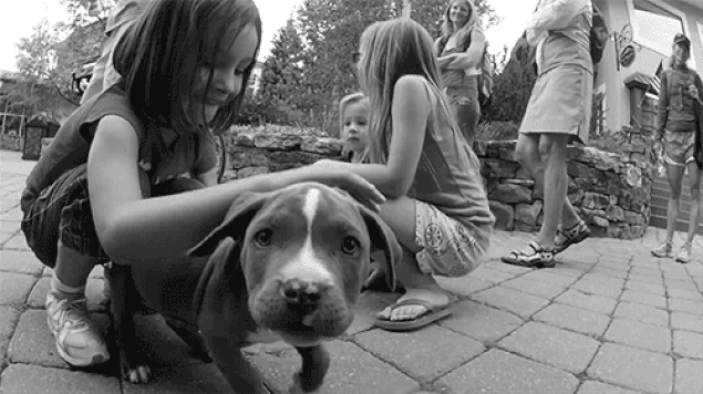 Ebeveynleri bir köpek almaya ikna etme Ebeveynleri bir köpek almaya ikna etme