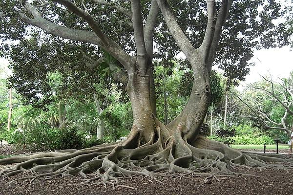 14. Hindistan yakınlarındaki bir banyan ağacı, ortalama bir Walmart'tan daha büyüktür.