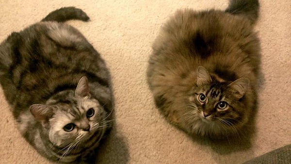 13. "Давай в фитнес-клуб запишемся?"