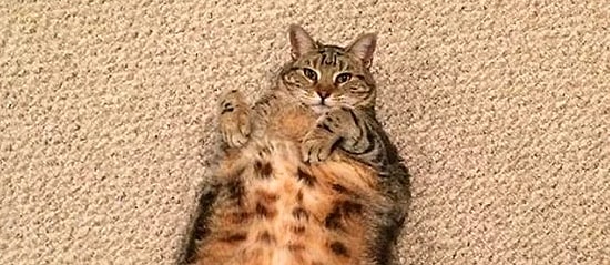 20 фото, доказывающих, что хорошего кота должно быть много