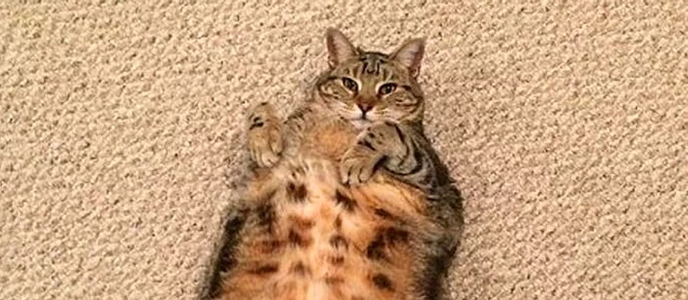 20 фото, доказывающих, что хорошего кота должно быть много