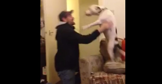 Пёс радуется возвращению хозяина