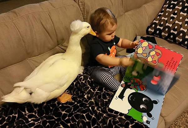 «Если Би слышит, что Тайлер проснулся от дневного сна, то он бежит к двери детской и устраивает целую сцену, чтобы его пустили к другу»