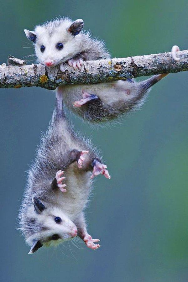 6. Kuyruğuyla bir dala asılmış opossum sevimliliği diye bir şey var.