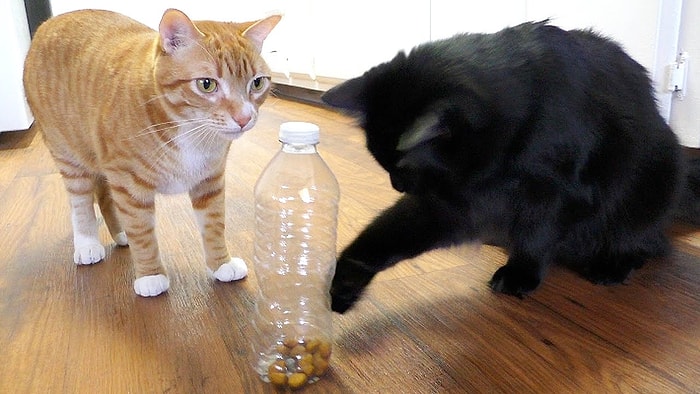 Eğer Kedi Sahibiyseniz Kendiniz ve Onlar İçin Uygulayabileceğiniz 5 Pratik Bilgi