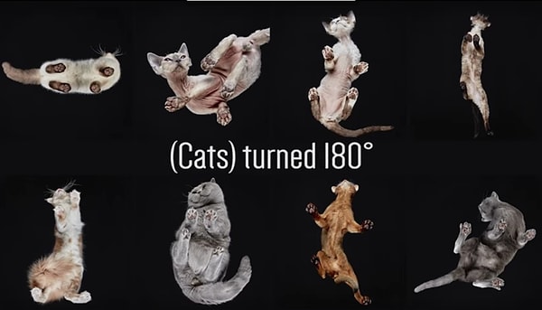 Андриус назвал свой проект «(Кошки) на 180°». Он ставил кошек на стекло и фотографировал их. Так что теперь мы можем увидеть усатых с той стороны, с которой мы их почти не видим.