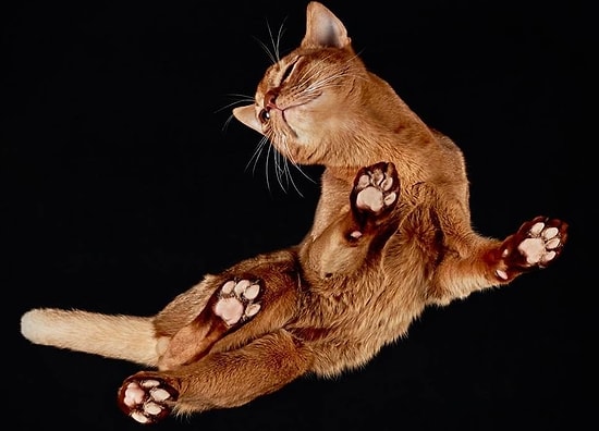 Фотографии обратной стороны кошачьих