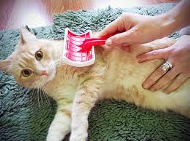 6. Kedi Fırçası
