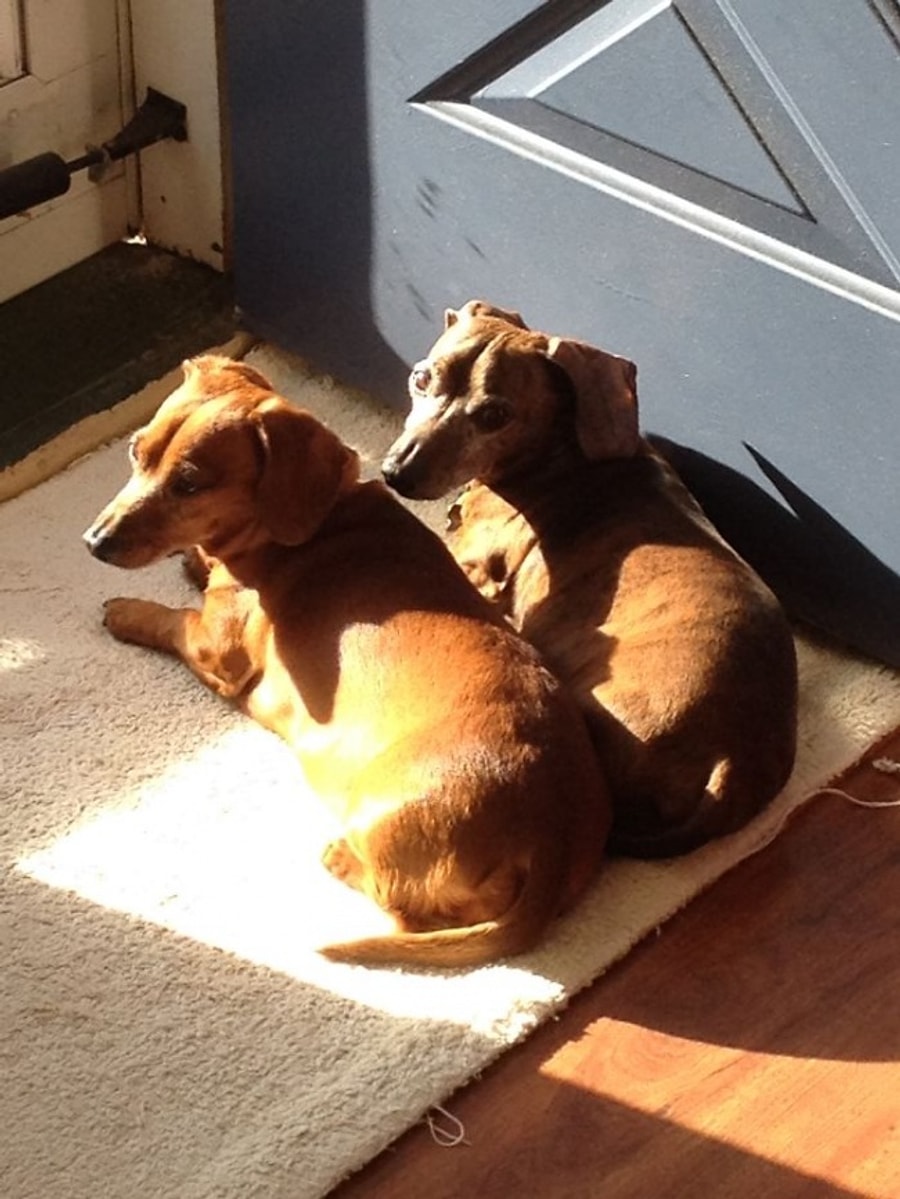 Животные которые любят тепло. Коты греются. Котик на батарее. Животные которые любят тепло. Котенок на батарее.