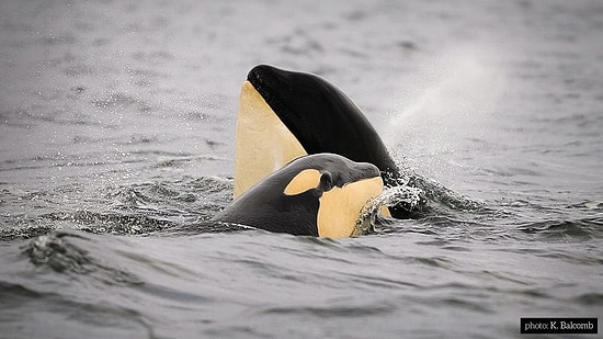 Hayvanların Ne Düşündüğünü ya da Ne Hissettiğini Daha Önce Düşünmüş müydünüz?