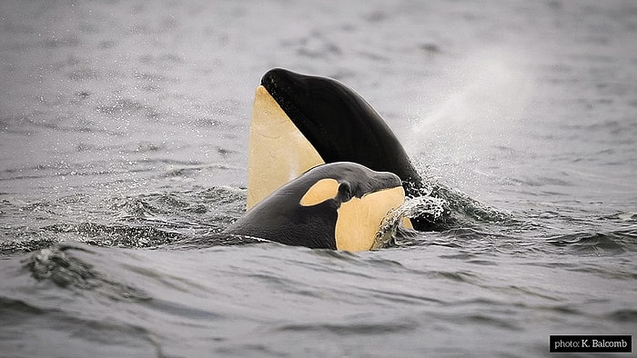 Hayvanların Ne Düşündüğünü ya da Ne Hissettiğini Daha Önce Düşünmüş müydünüz?