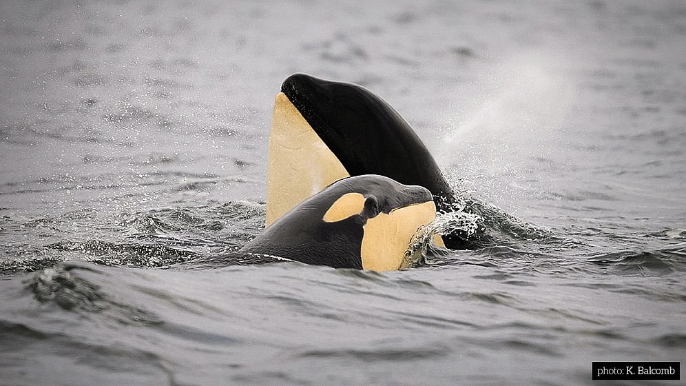 Hayvanların Ne Düşündüğünü ya da Ne Hissettiğini Daha Önce Düşünmüş müydünüz?