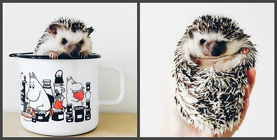 Обычная жизнь обычных ежиков