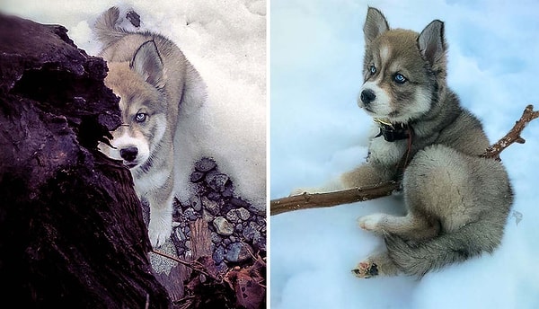 Аманда не смогла устоять перед маленьким щенком и взяла его к себе.