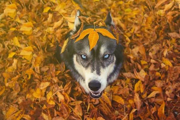 В его глазах - мудрость веков.