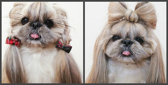 Новый день – новая прическа: модная собачка