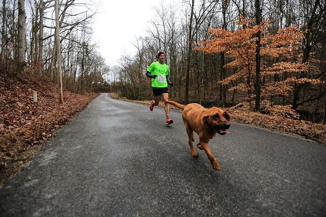 Koşan İnsanların Gazına Gelip Yarı Maratonda 7. Olan Minnoş Köpek: Ludivine