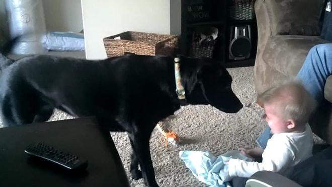 Köpeğin Oyun Oynama İsteği Karşısında Hunharca Gülen Tatlı Bebek