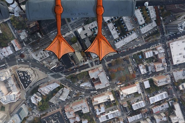 Некоторые птицы предпочитают летать на вертолете – Нью-Йорк