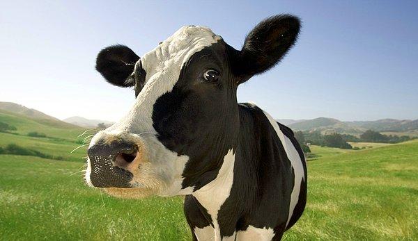 7. Mutlu inekler daha fazla süt verir.