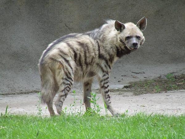 4. Çizgili Sırtlan / Striped Hyena / Hyaena hyaena