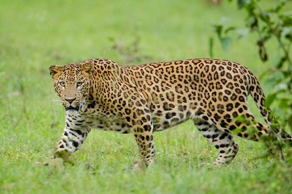 6. Leopar / Leopard / Panthera pardus