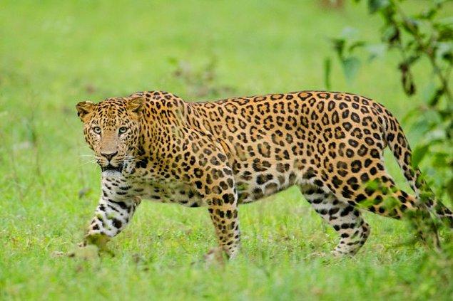 6. Leopar / Leopard / Panthera pardus