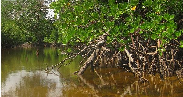 16. Mangrov ormanları çok güzel, değil mi?