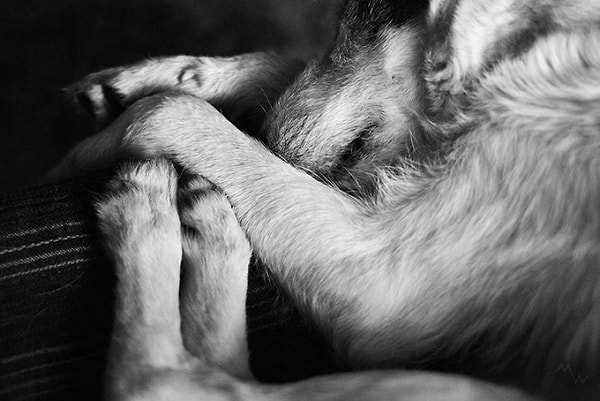 Прекраснейшая собака в мире